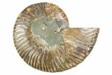 Cut & Polished Ammonite Fossil (Half) - Madagascar #346010-1